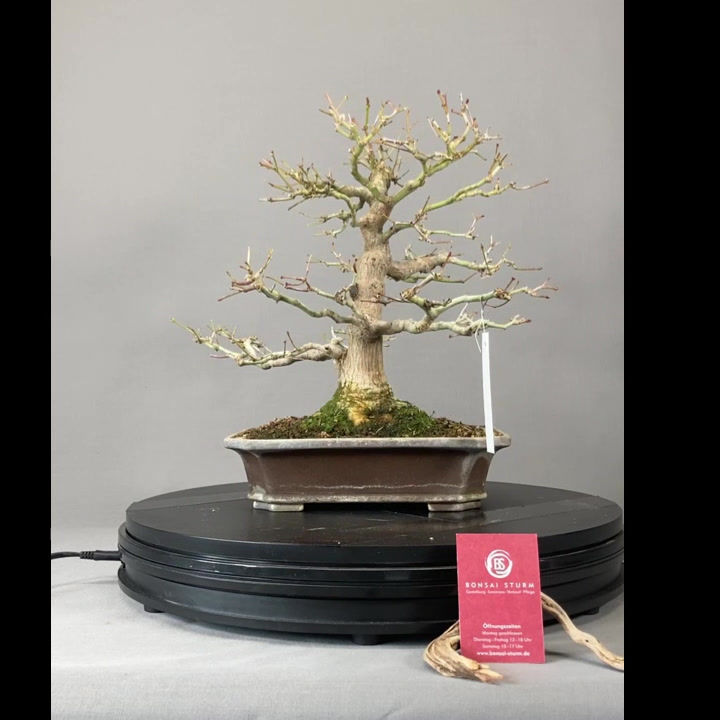 Miniaturbild: Japanischer Fächerahorn (Acer palmatum)