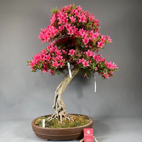 Japanische Azalee "Korin" (Rhododendron indicum) | Bonsai Sturm