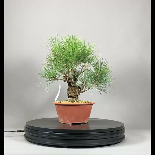 Schwarzkiefer (Pinus thunbergii) | Bonsai Sturm
