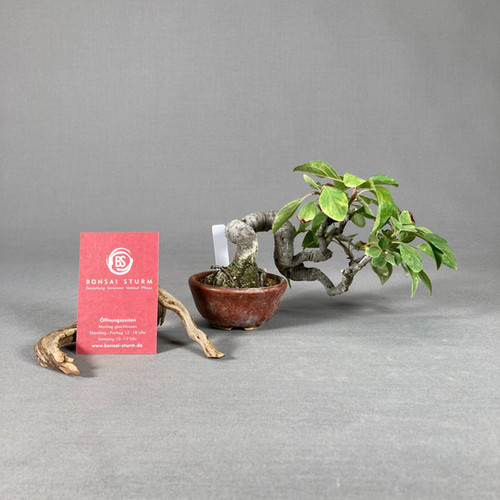 Zierapfel (Malus spec.) | Bonsai Sturm