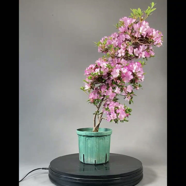 Miniaturbild: Japanische Azalee (Rhododendron indicum)