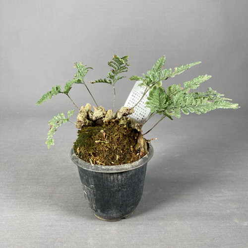 gummibaum bedeutung esoterik Tineke-Gummibaum - Ficus elastica Tineke main image 0