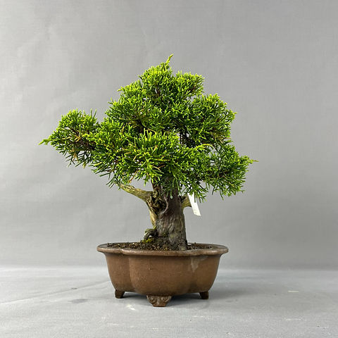 flaschengarten mit bonsai Flaschengarten DIY Set 'Sven Bonsai'  Dein autarkes Biotop mit Profi-