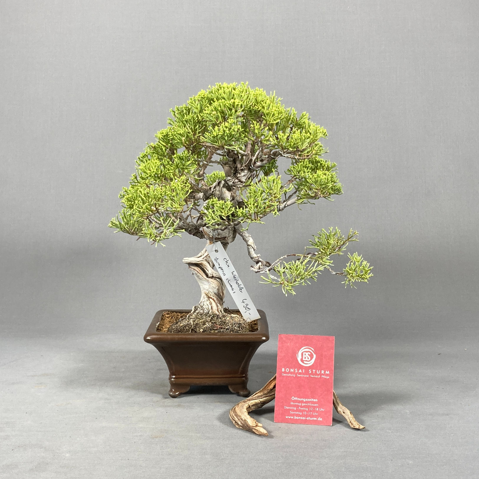 Chinesischer Wacholder (Juniperus chinensis)
