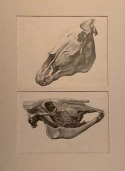Skulls