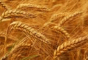 wheat