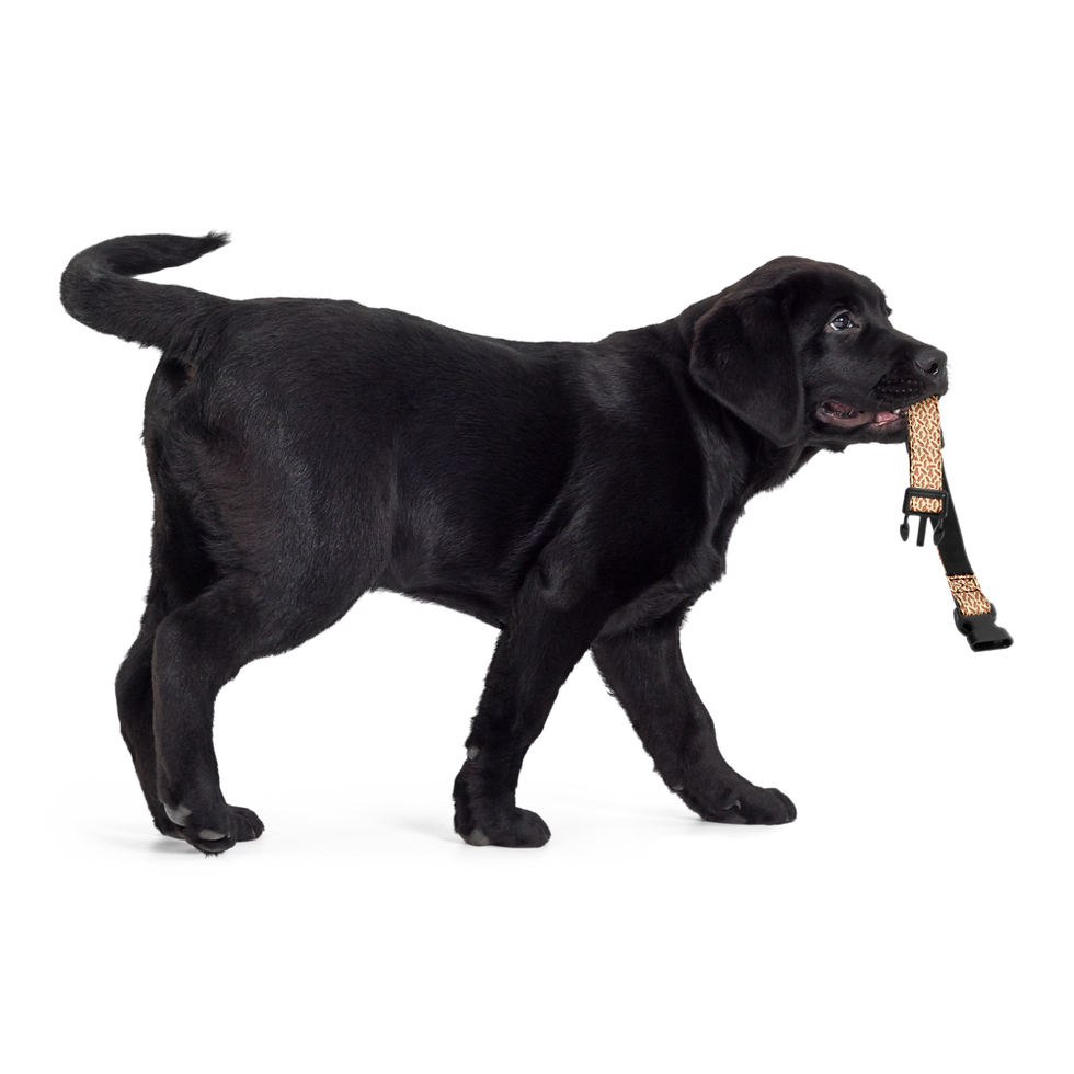 Thumbnail: Bacon Pet collar