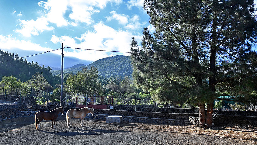 Pferde Tacande El Paso