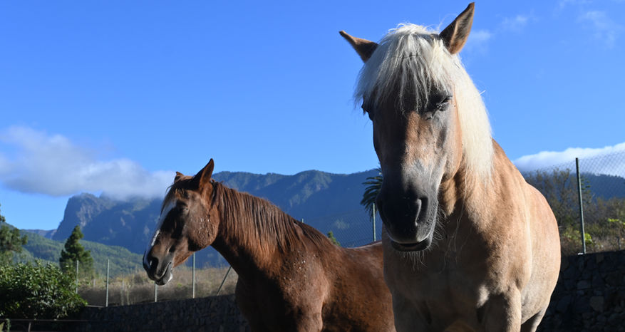 Pferde, La Palma, Haflinger, Fuchsstue, Coaching, Therapie, Meditation, Bewusstsein, mit Pferden sein