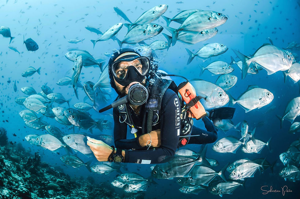 Miniatura: Scuba diver with a school of fish