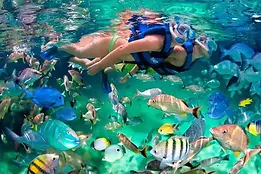 Fish Feeding 