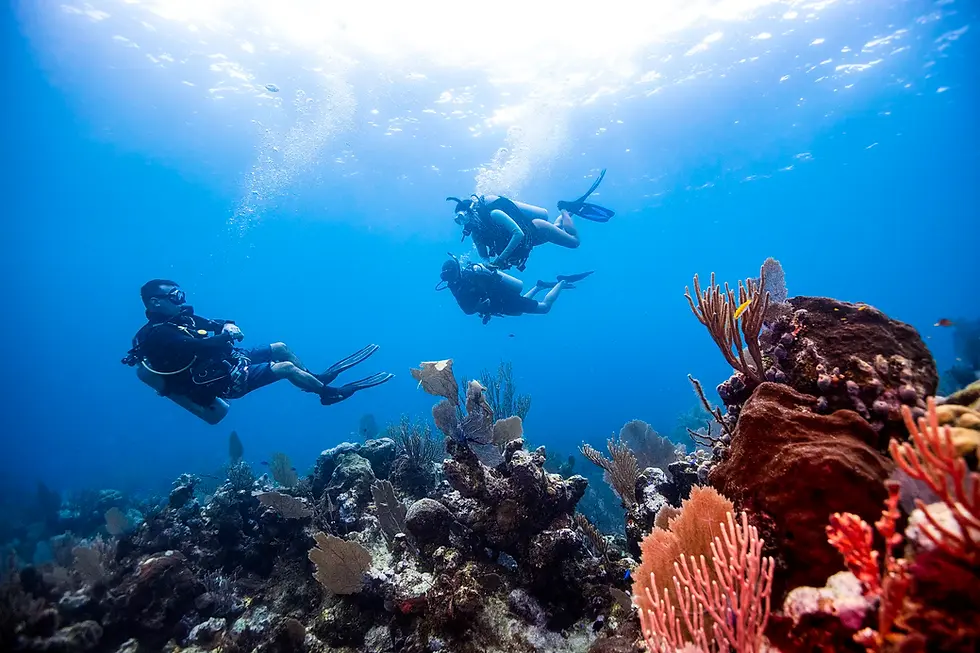 Miniatura: Scuba divers exploring a vibrant coral reef