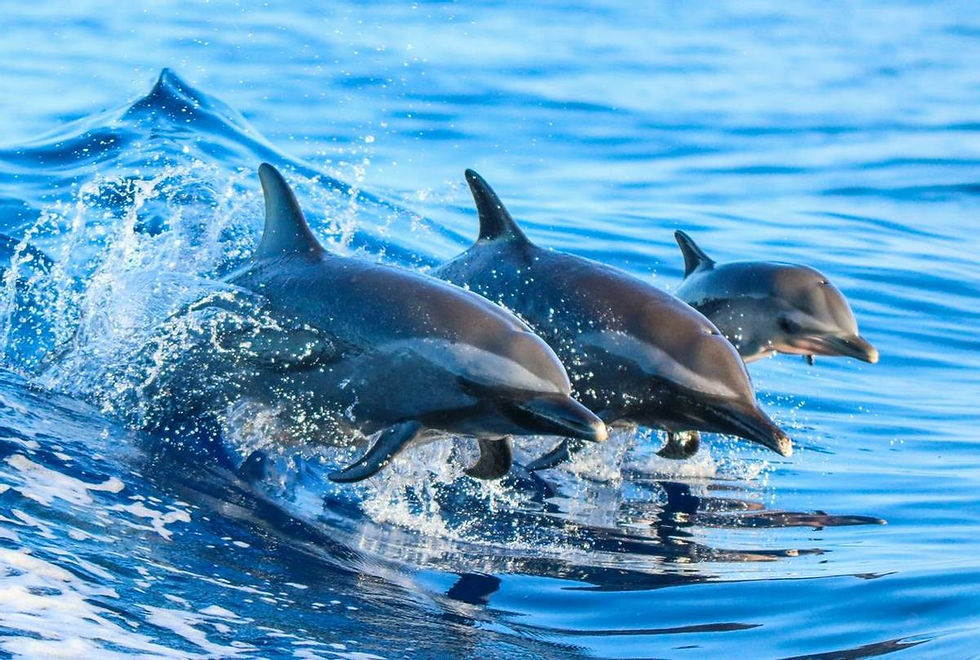 Thumbnail: Three dolphins leaping in the ocean