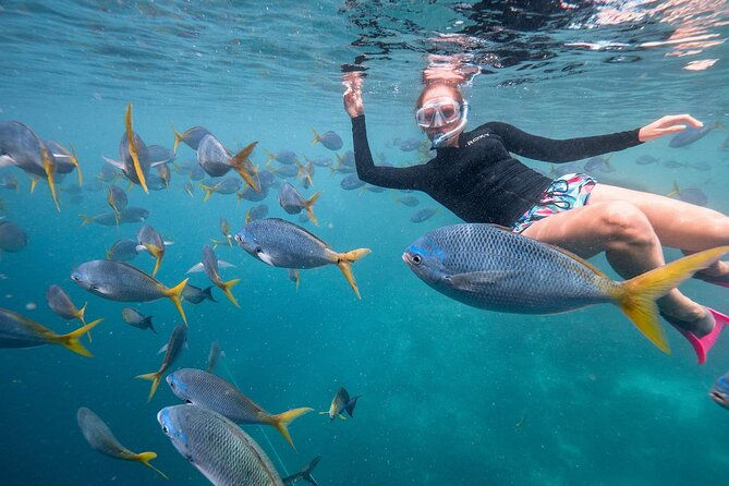 Миниатюра: Woman snorkeling surrounded by tropical fish