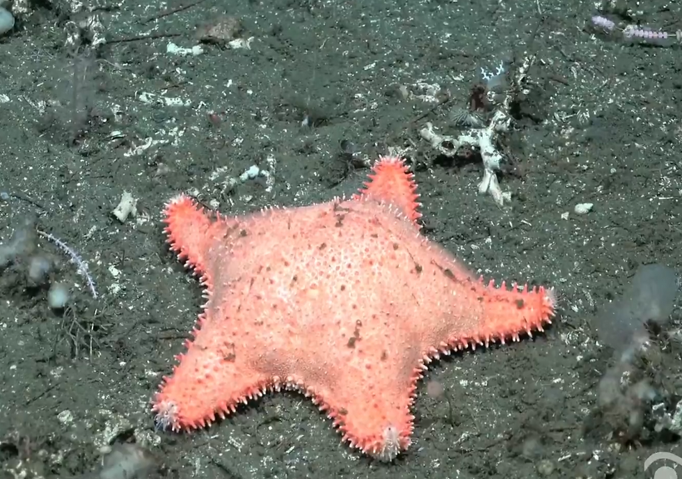Otra “estrella culona” aparece en el mar y vuelve a viralizar una nueva expedición del CONICET