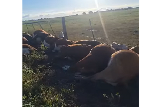 Charata: un rayo mató 29 vacas y desató preocupación en la ganadería regional