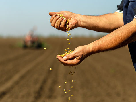 Ley de semillas: El agro busca acordar un nuevo esquema para el uso propio