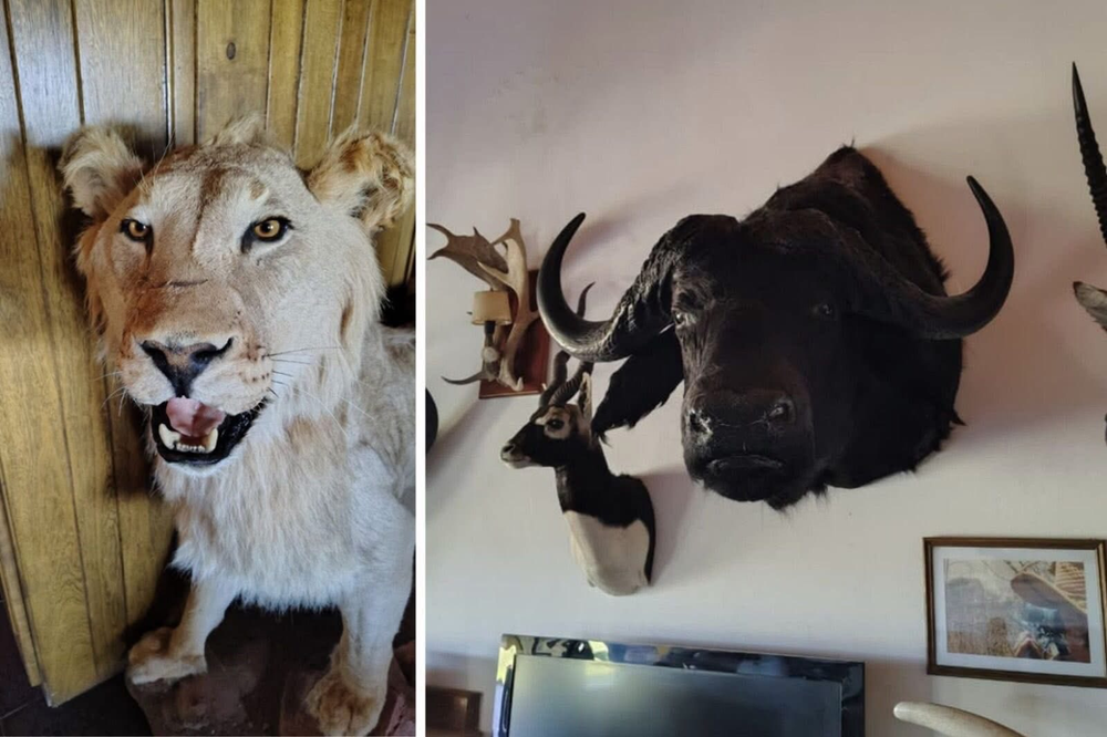 Allanamiento impactante en La Pampa: un cordobés tenía un león embalsamado y decenas de animales exóticos