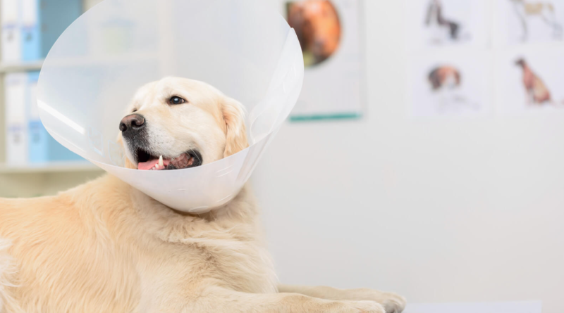 Italia reconoce a las mascotas como parte de la familia y habilita licencias laborales pagas para su cuidado