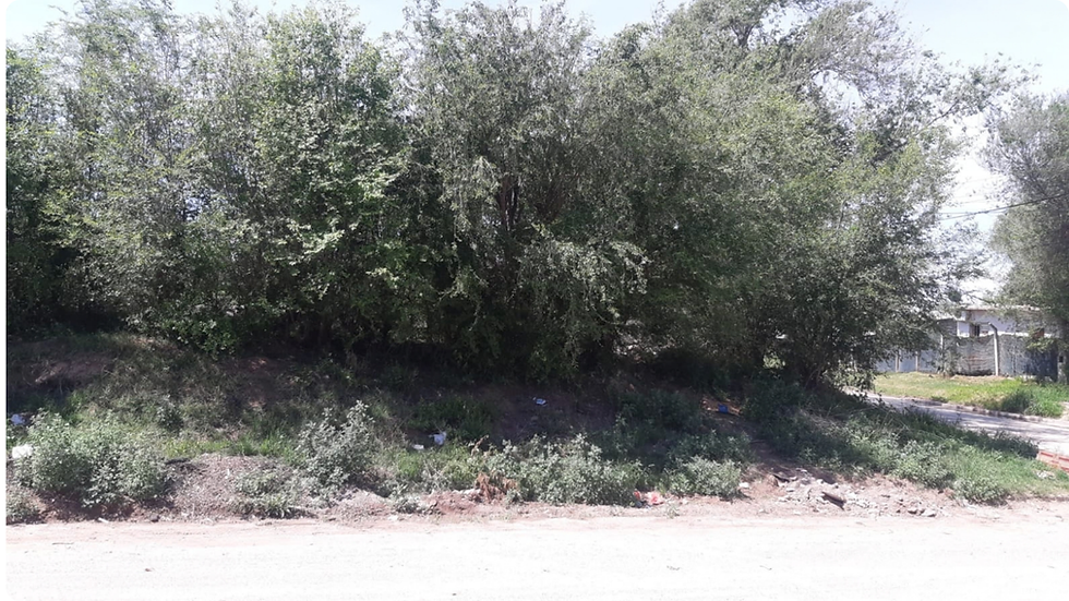 Basura e inseguridad: el reclamo de una vecina por lo que ocurre en una arboleda de Río Cuarto
