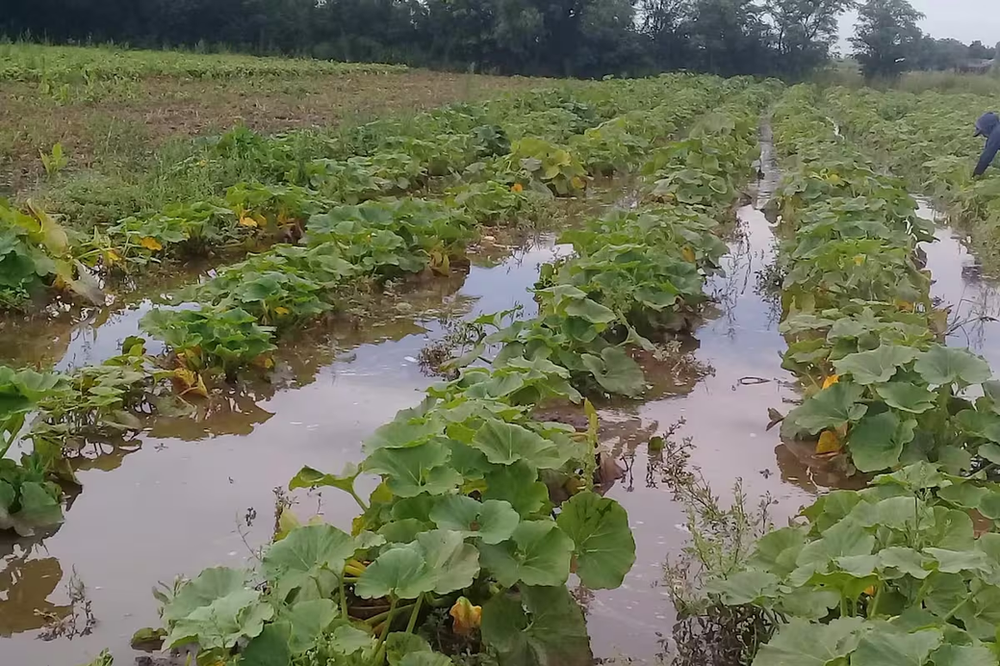 Inundaciones arrasan la producción: se perdió el 90% de las verduras en una región clave