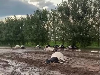 No fue un rayo común: El extraño fenómeno que arrasó con decenas de animales en plena tormenta
