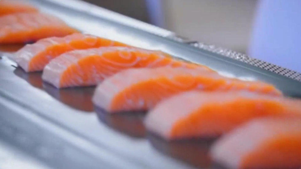 Salmones, antibióticos y mares en riesgo: Por que genera alarma la nueva ley en Tierra del Fuego