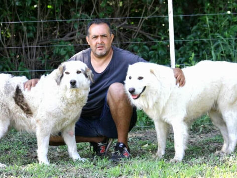 Contra los depredadores del campo: el proyecto de un cordobés que produce perros protectores de rebaños