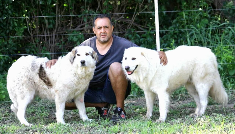 Contra los depredadores del campo: el proyecto de un cordobés que produce perros protectores de rebaños