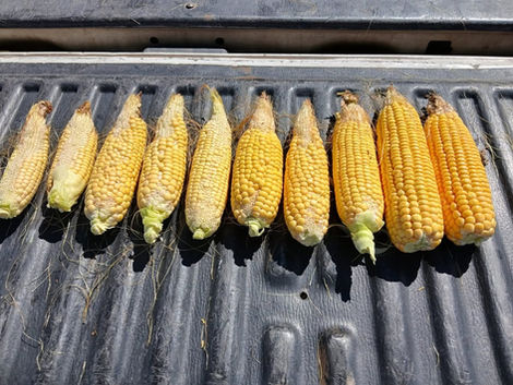 Falta de lluvias y calor extremo: crecen los daños en cultivos clave del centro cordobés