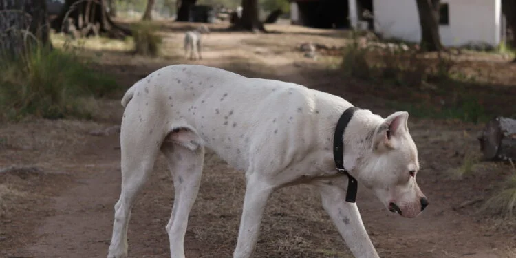 Un vecino le disparó en la cabeza a un dogo que ingresó a su vivienda