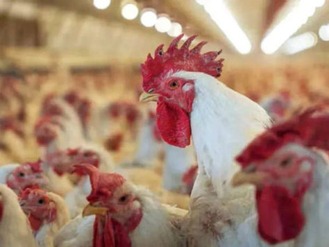 Nuevo golpe al campo: Un caso de gripe aviar frena exportaciones y enciende alerta en la cadena avícola