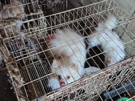 Horror en Córdoba: rescataron a 87 perros desnutridos