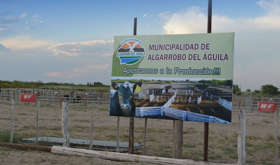 Investigan la venta irregular de hasta 40 vacunos detectada en una transmisión online