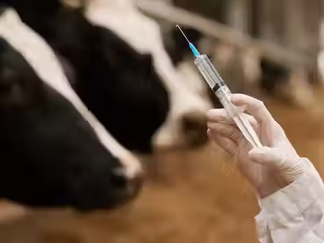 Vacunación antiaftosa 2026: Nueva vacuna y debate en el Mercado Ganadero