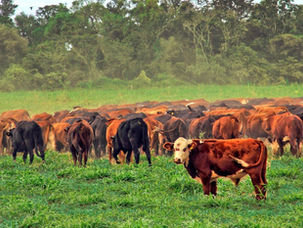 Subas del 8,2% mensual en la carne vacuna, más del doble de la inflación de Noviembre