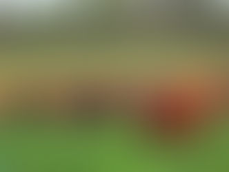 Subas del 8,2% mensual en la carne vacuna, más del doble de la inflación de Noviembre