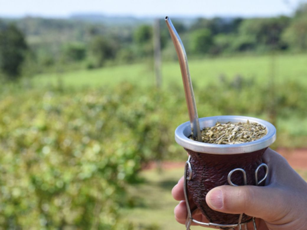 Argentina lidera exportaciones de yerba mate pero productores advierten que no cubren costos