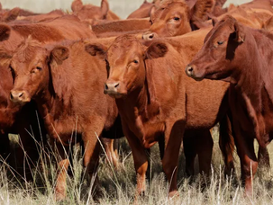 Menos vacas, más presión: el stock ganadero cae al nivel más bajo en 14 años