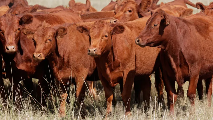 Menos vacas, más presión: el stock ganadero cae al nivel más bajo en 14 años