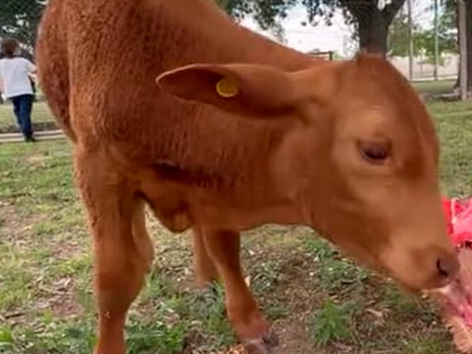 Delincuentes carnearon al ternerito mascota de una escuela 