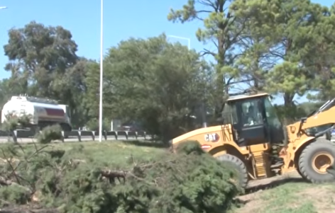 Tala masiva de árboles en rutas, genera reclamos por falta de planificación ambiental