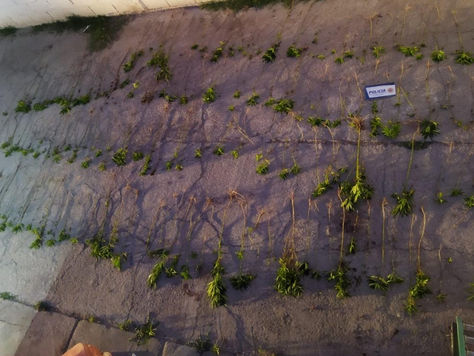 221 plantas de cannabis secuestradas en un descampado: Intervino la FPA