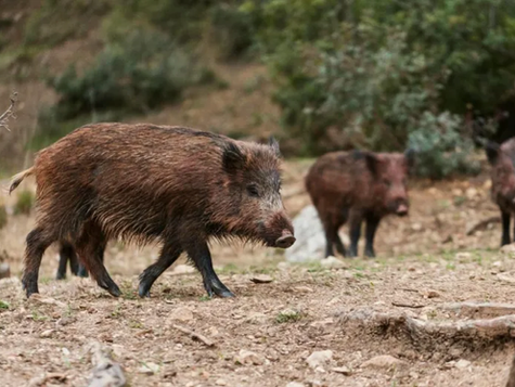 Río Negro presentará un proyecto para habilitar la comercialización de carne de jabalí 