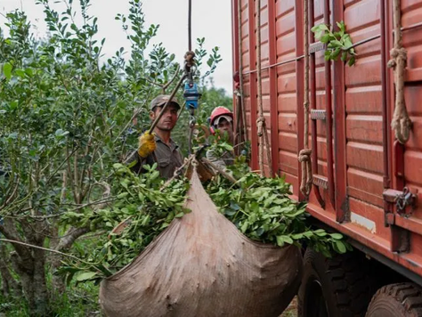 Desregulación, precios por el piso y chacras en venta: la yerba mate entra en zona crítica