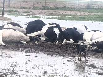 Tragedia rural en Ucacha: un rayo mató a 10 vaquillonas durante la tormenta