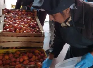 Tomates al descarte: En Jujuy tiran la producción porque al cajón lo pagan menos de $2000