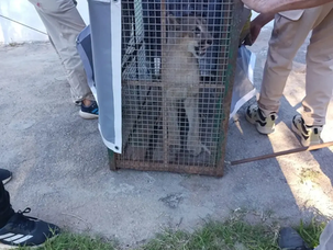 Puma en la ciudad: especialistas explican cómo fue el operativo y qué hacer ante un encuentro
