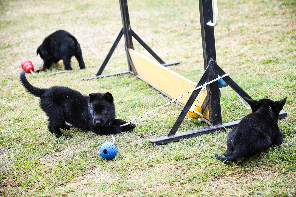 La historia detrás de los ocho cachorros que se suman a la división K-9 en Córdoba