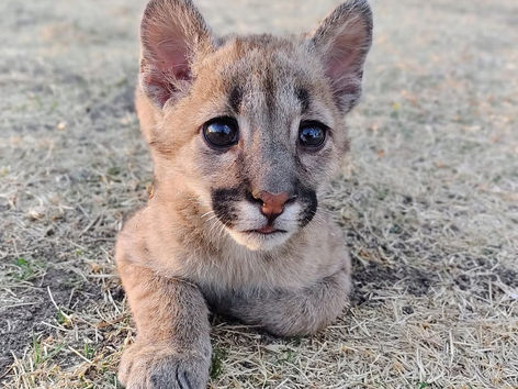 Condenaron al hombre que mató a palazos a un cachorro de puma en Córdoba